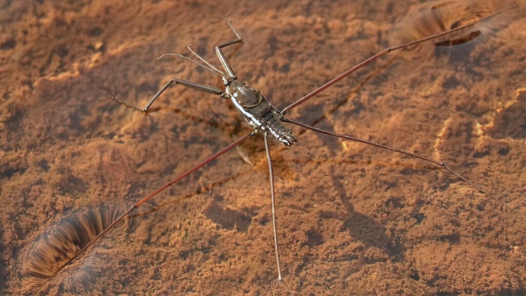 Ptilomera agriodes