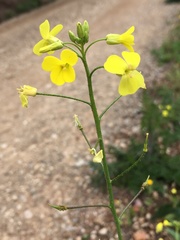 Bunias erucago