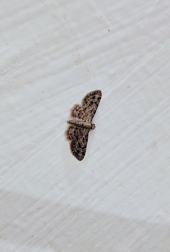 Chloroclystis lanaris