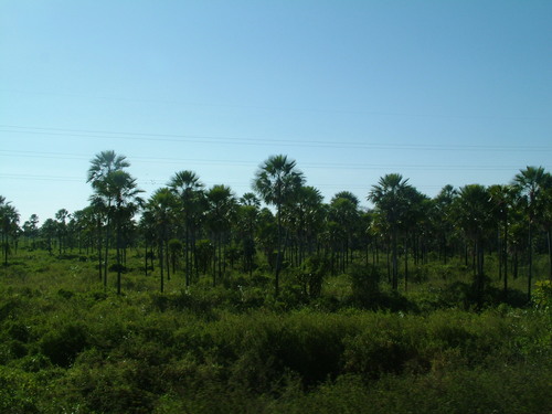Copernicia alba