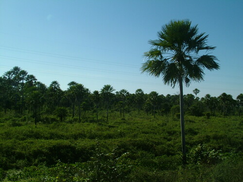 Copernicia alba