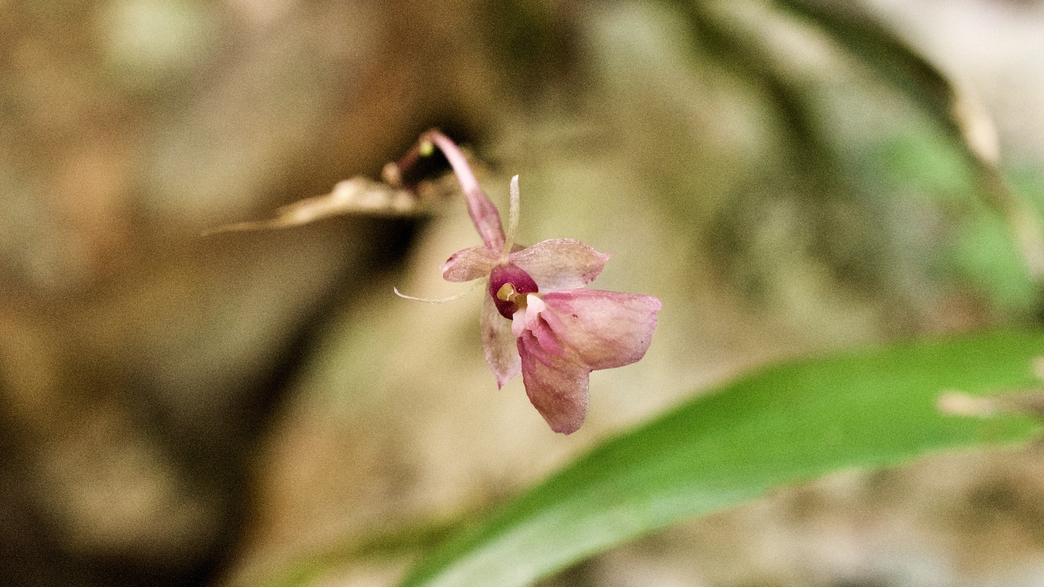 Epidendrum polygonatum