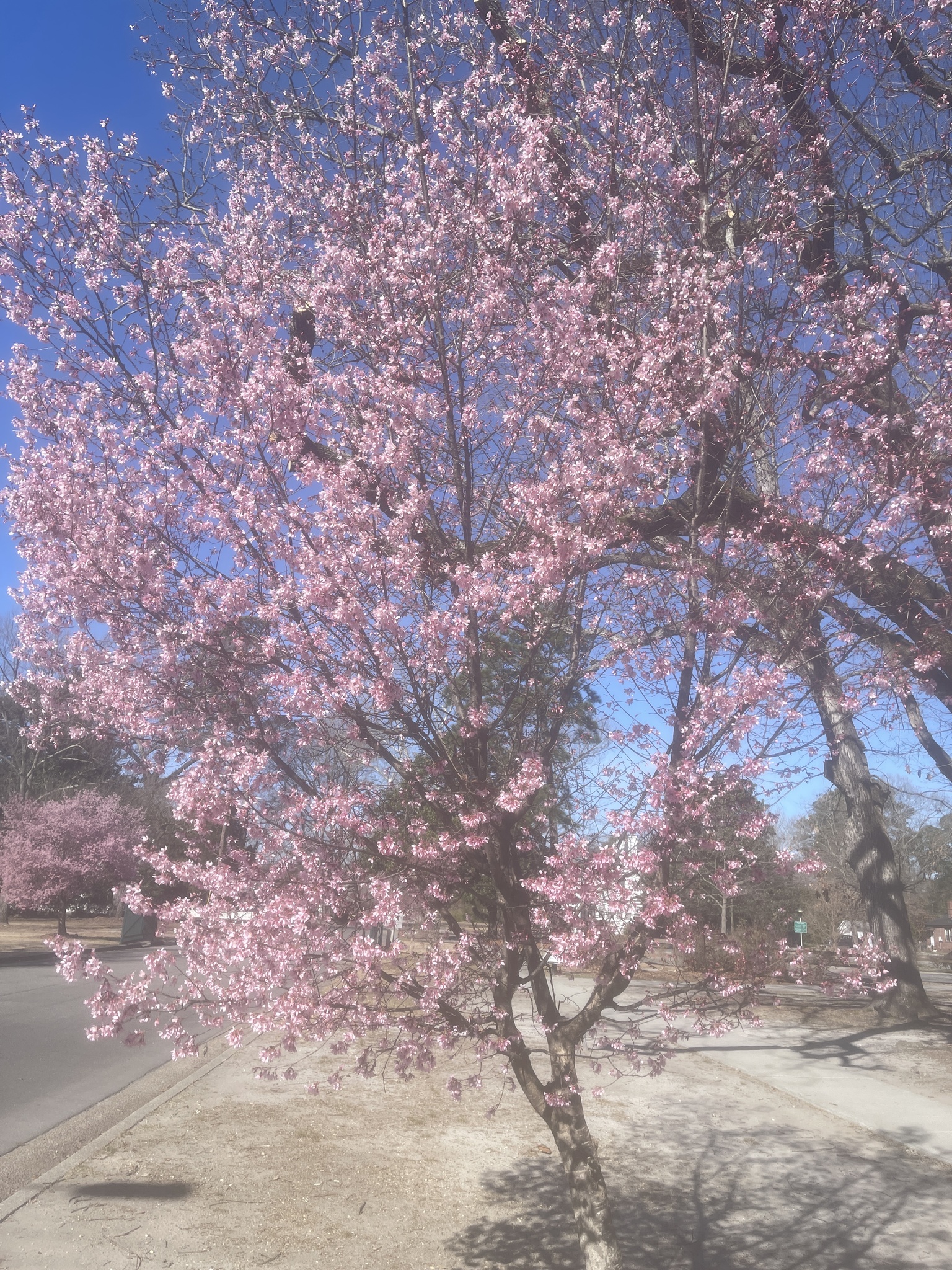 Imagem de Cerejeira-do-japão