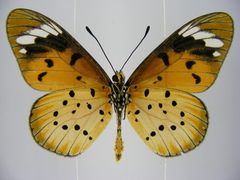 Acraea encedana