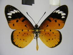 Acraea encedana