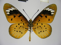 Acraea encedana