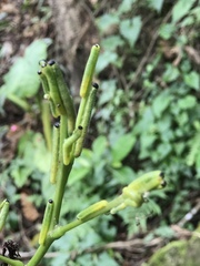 Eurema blanda arsakia