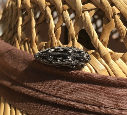 Chalcophora virginiensis image