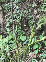 Eurema blanda arsakia
