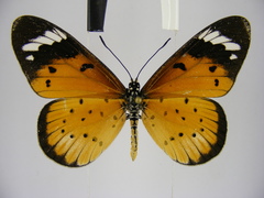Acraea encedana