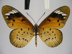 Acraea encedana