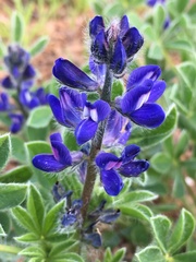 Lupinus micranthus