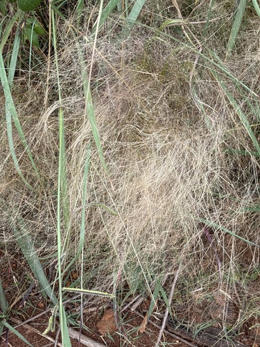 Agrostis montevidensis, 2024-02-18