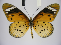 Acraea encedana