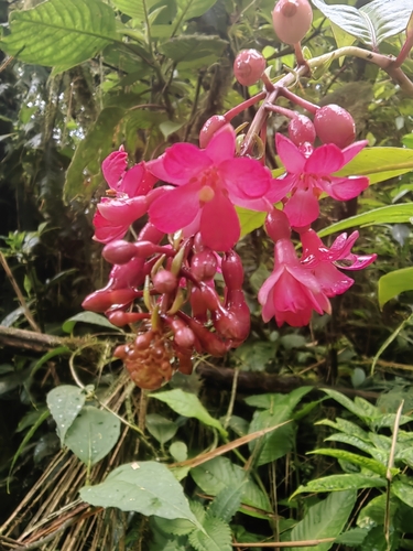 Fuchsia (Fuchsia jimenezii)