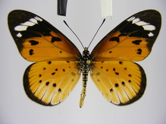 Acraea encedana