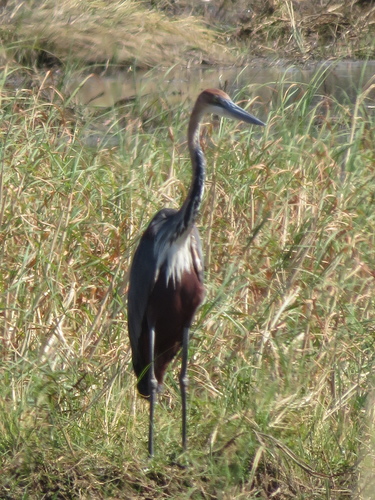 Goliath Heron