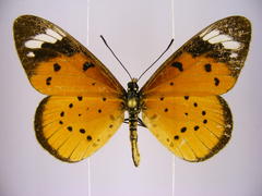 Acraea encedana
