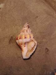 Aplus dorbignyi
