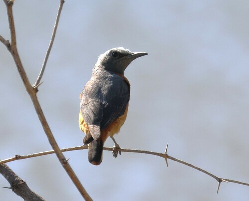 Short-toed Rock Thrush (Monticola brevipes), photo 10