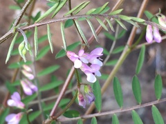Vicia disperma