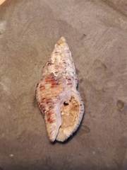 Aplus dorbignyi