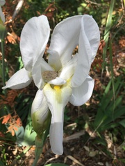 Iris albicans