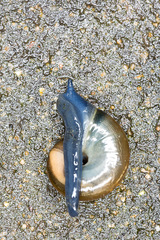 Oxychilus navarricus