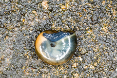 Oxychilus navarricus