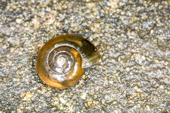 Oxychilus navarricus