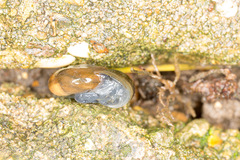 Oxychilus navarricus