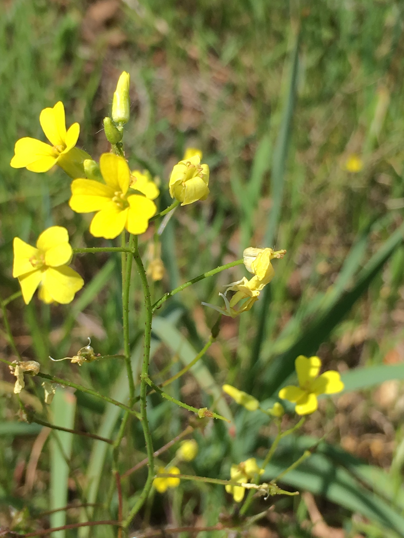 Bunias erucago
