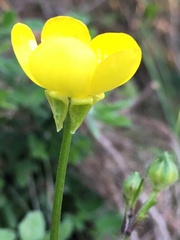Ranunculus neapolitanus