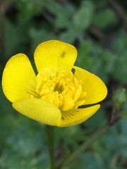 Ranunculus neapolitanus