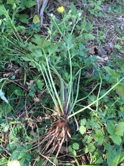 Ranunculus neapolitanus