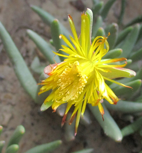 Hereroa glenensis (N.E.Br.) L.Bolus