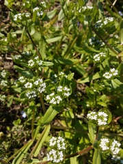 Valerianella locusta
