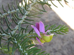 Polygala teretifolia