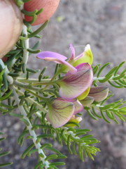 Polygala teretifolia