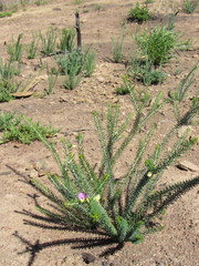 Polygala teretifolia