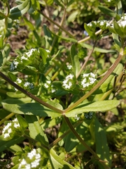 Valerianella locusta
