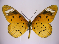 Acraea encedana