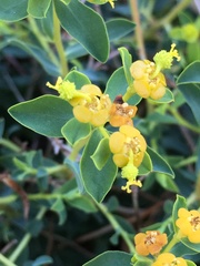 Euphorbia spinosa