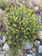 Euphorbia spinosa