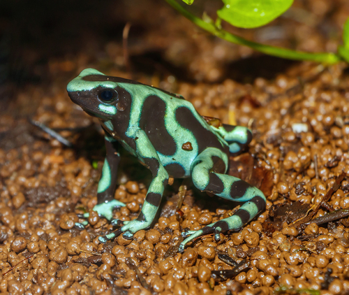 Poison Dart Frog Green and Black Plastic Toy Realistic Rainforest Figure  Model Replica Kids Educational Gift