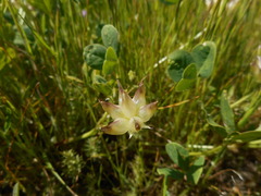 Trifolium fucatum