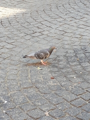 Columba livia domestica