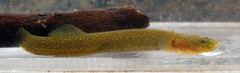 Luciogobius ryukyuensis
