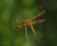 Libellula semifasciata