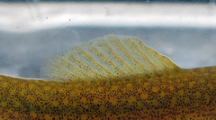 Luciogobius ryukyuensis